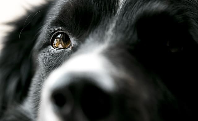 Degersheim (SG): Hund angefahren, Einschläferung die Folge – Zeugensuche - LKW-News aktuell und informativ