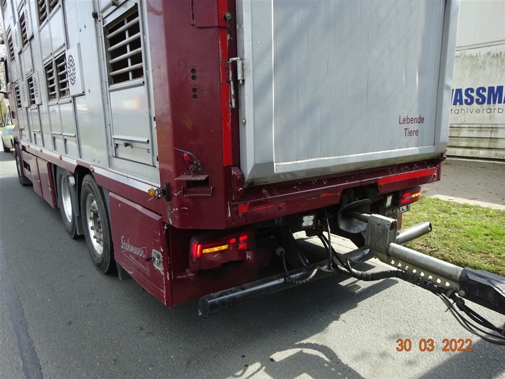 Viehtransporter kontrolliert, mehrere Verstöße festgestellt - LKW-News aktuell und informativ 2