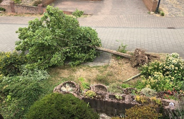 Mehlbach: Mit Lastwagen Baum umgedrückt - LKW-News aktuell und informativ