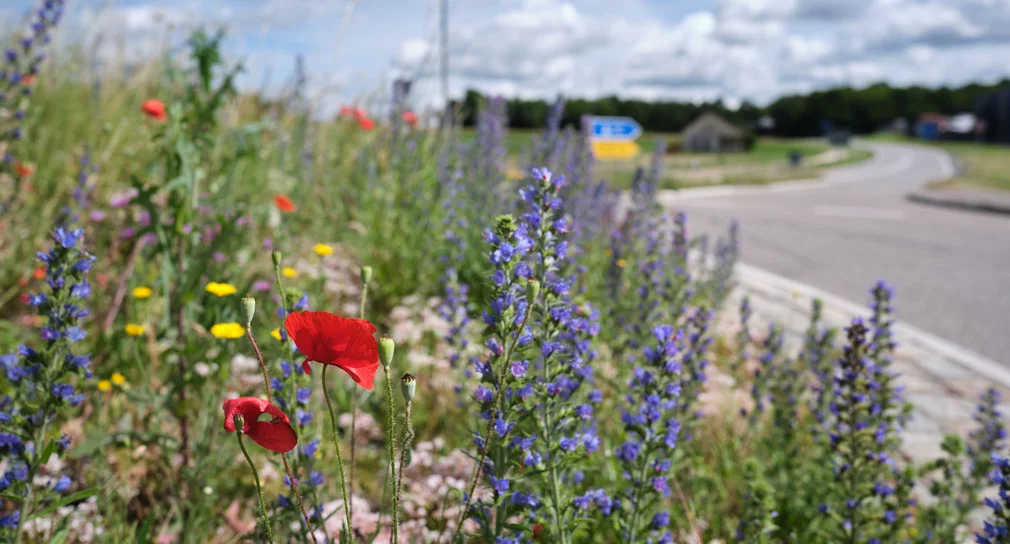 Wo Strassen aufblühen: Zehn Kommunen zeigen, wie Wandel gelingt - LKW-News aktuell und informativ
