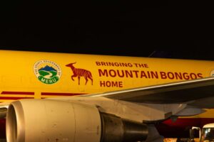 DHL: Die ungewöhnlichsten Transporte 2025 – von Antilopen bis zu Kunstskulpturen - LKW-News aktuell und informativ